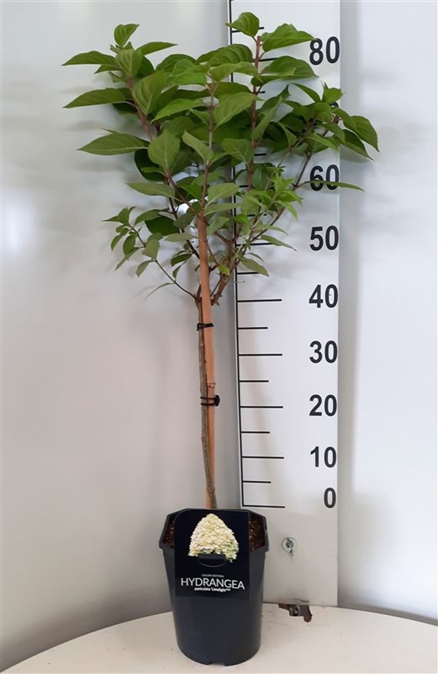 Hydrangea pan. 'Limelight' - 60 CM Stem C5 - 2yr Crown